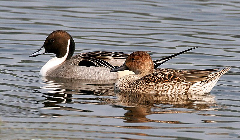 GaiaFoundation's tweet photo. #TBT from the #GaiaArchive...
2 yrs ago we reported on our Finnish partner #Snowchange's work to rapidly scale up #rewilding work across the #boreal & #Arctic.
The return of Northern Pintails and other glorious species has followed...
Find out more: https://t.co/eeCYUhhPuC https://t.co/fpeby1iMZK