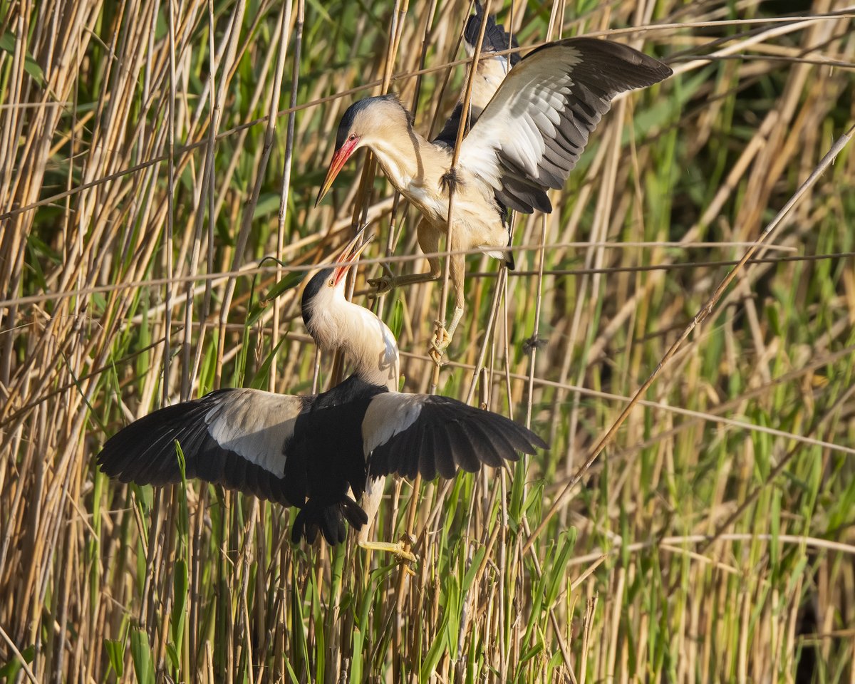 Twee #Woudaapjes hebben onenigheid.(Klik foto)#Ixobrychus_minutus #Little_Bittern <a href="/vogelnieuws/">Vogelbescherming NL</a> #Zoetermeer #Theus #Nature_Photography <a href="/IVNzuidholland/">IVN Zuid-Holland</a> @Natuurmonument <a href="/ZHLandschap/">Zuid-Hollands Landschap</a> <a href="/waarneming/">Waarneming.nl</a> <a href="/vroegevogels/">Vroege Vogels</a> @natuuronline @naturanotitia #natuurfotografie #volgdenatuur #vogelskijken