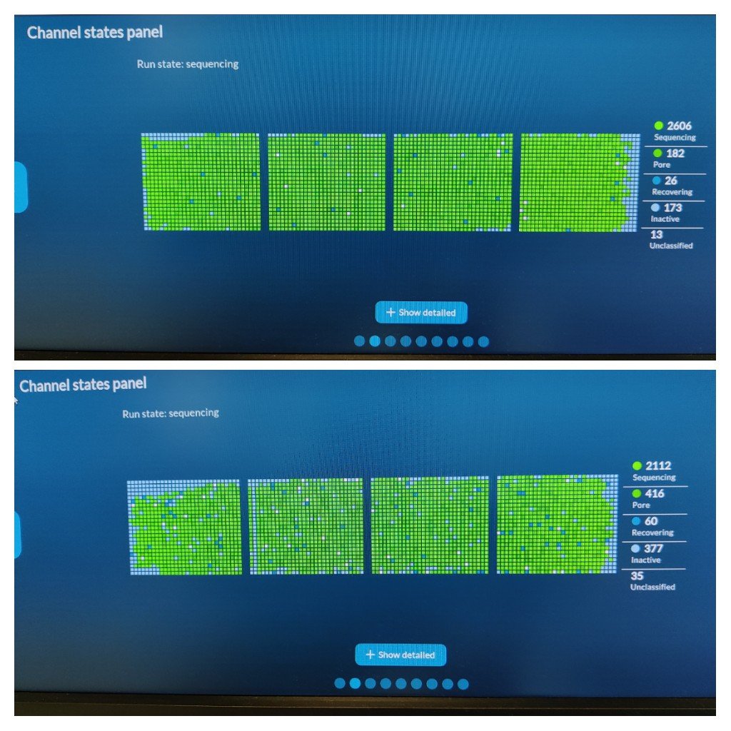 kirk3gaard's tweet photo. Okay I gotta admit that the @nanopore #lsk110 kit is absolutely amazing. Two flowcells started on the @JMF_Vienna #promethion. Both look like #EURO2020 soccer fields. https://t.co/eh9FrsbcOi