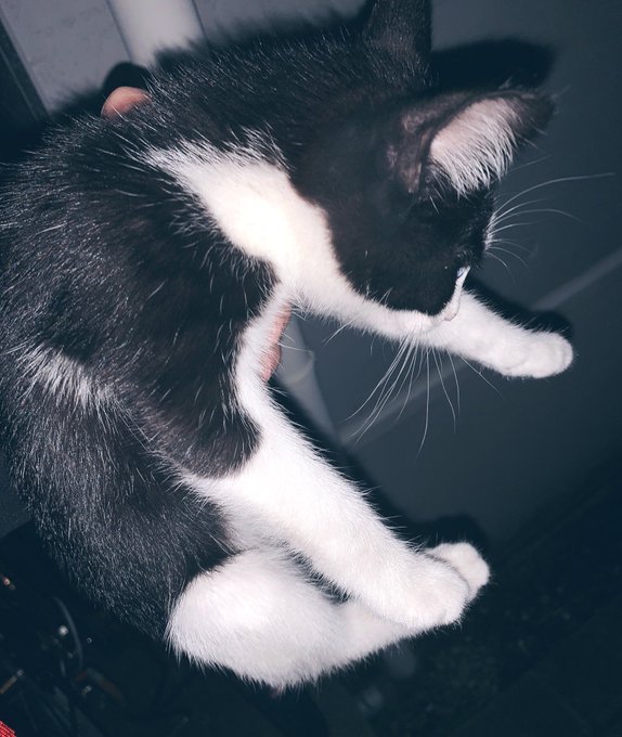 こぬこのtwitterイラスト検索結果