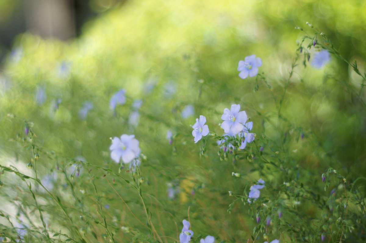 ট ইট র ことれびあ 亜麻の花の季節になりました 小さな花 が風にそよぐ姿を見ると初夏を感じます オールドレンズで撮るとピントが合わず大変ですが キレイに撮れると嬉しくなるのが花撮りの楽しみです 花言葉は 感謝 今日の一日に感謝です Super