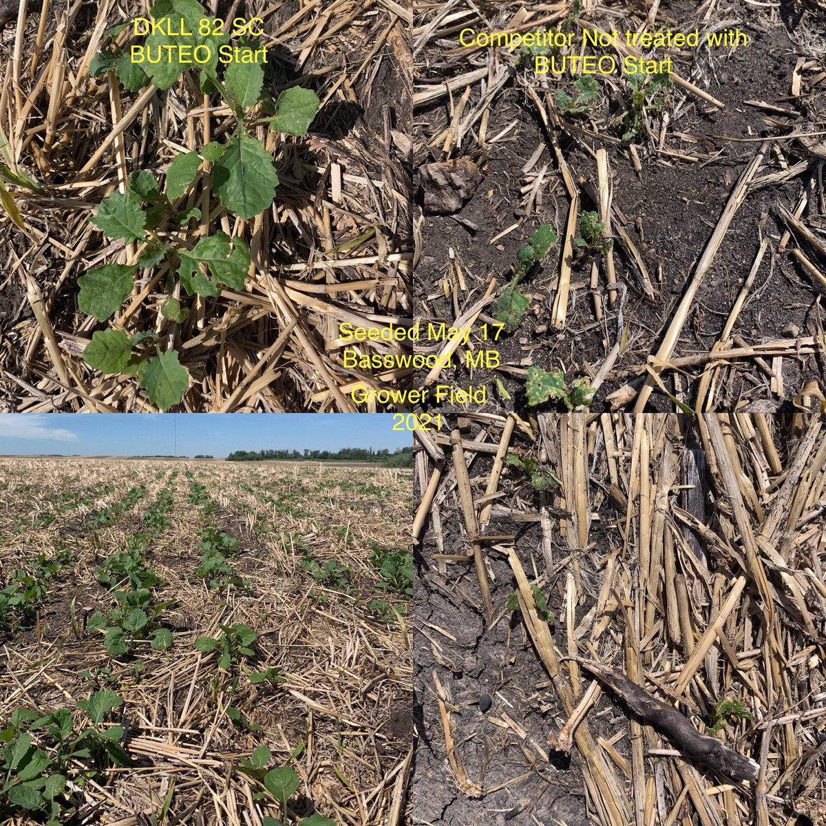 #BUTEOstartAdvantage showing great performance on flea beetles in growers field at Basswood, MB. Left side pics have BUTEOstart versus right side pics without BUTEOstart. <a href="/DEKALB_Canada/">DEKALB Canada</a> <a href="/Bayer4CropsCA/">Crop Science Canada</a> <a href="/BCS_SeedGrowth/">Nathan Klassen</a> <a href="/ElinBayerTSM/">Elin Klym</a>