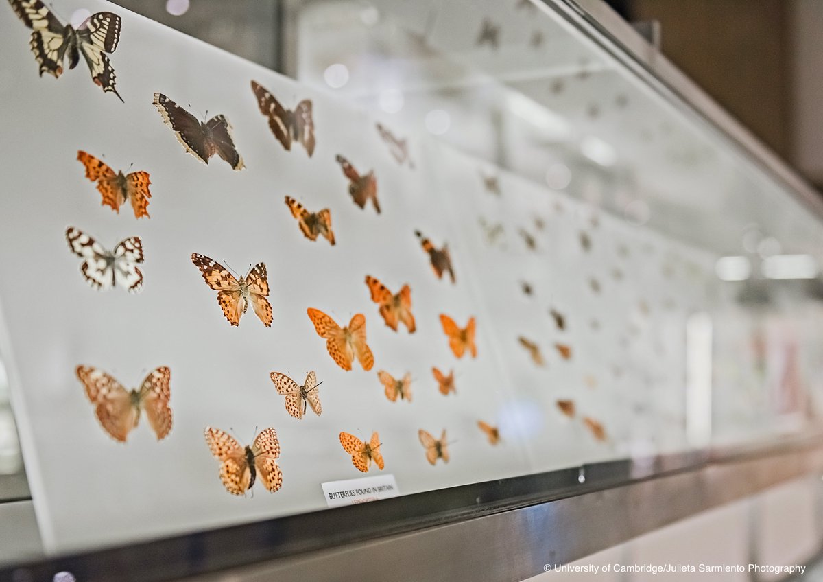 Nat_SCA's tweet photo. Last month we ran our a conference on "Natural Science Collections and Environmental Breakdown" - all the talks, covering how natural science collections can help tackle some of the world's biggest challenges, are now freely available online. #NatSCA2021
https://t.co/a3iy64pvm7 https://t.co/ST5oCdJOyz