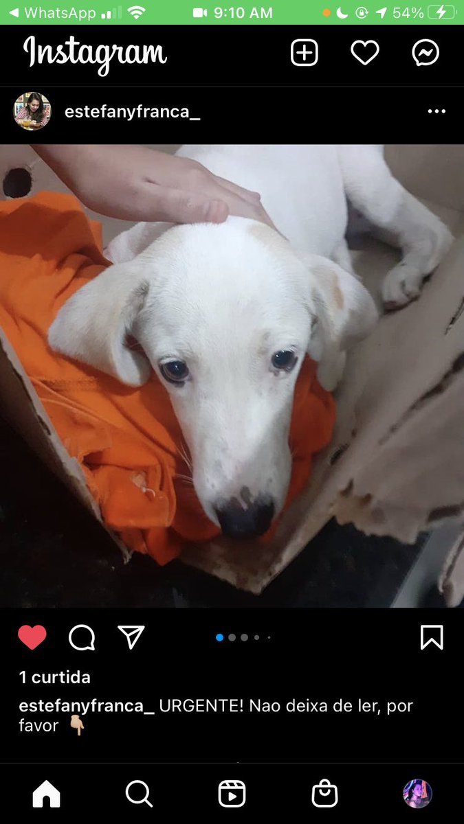 jenisfool's tweet photo. Galera quem puder ajudar! Um RT já ajuda!! minha prima e minha tia resgataram essa cachorrinha que foi batida por um ônibus da linha 004 no Morro da Liberdade. Os remédios p dor não foram suficientes e ela grita e chora de dor a todo momento + abaixo 🥺🙏🏻 https://t.co/3kCqfxRaGV https://t.co/XD4ZKZg3zB