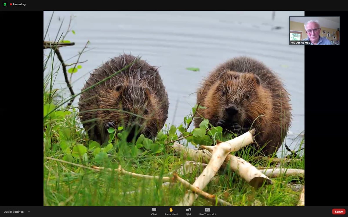 Heartened by @royhdennis's optimism for our #biodiversity when talking about successful examples of bringing back native species of birds and mammals. How beautiful our natural world is. Don't forget to look up. Now- bring back beavers! #UKELA2021