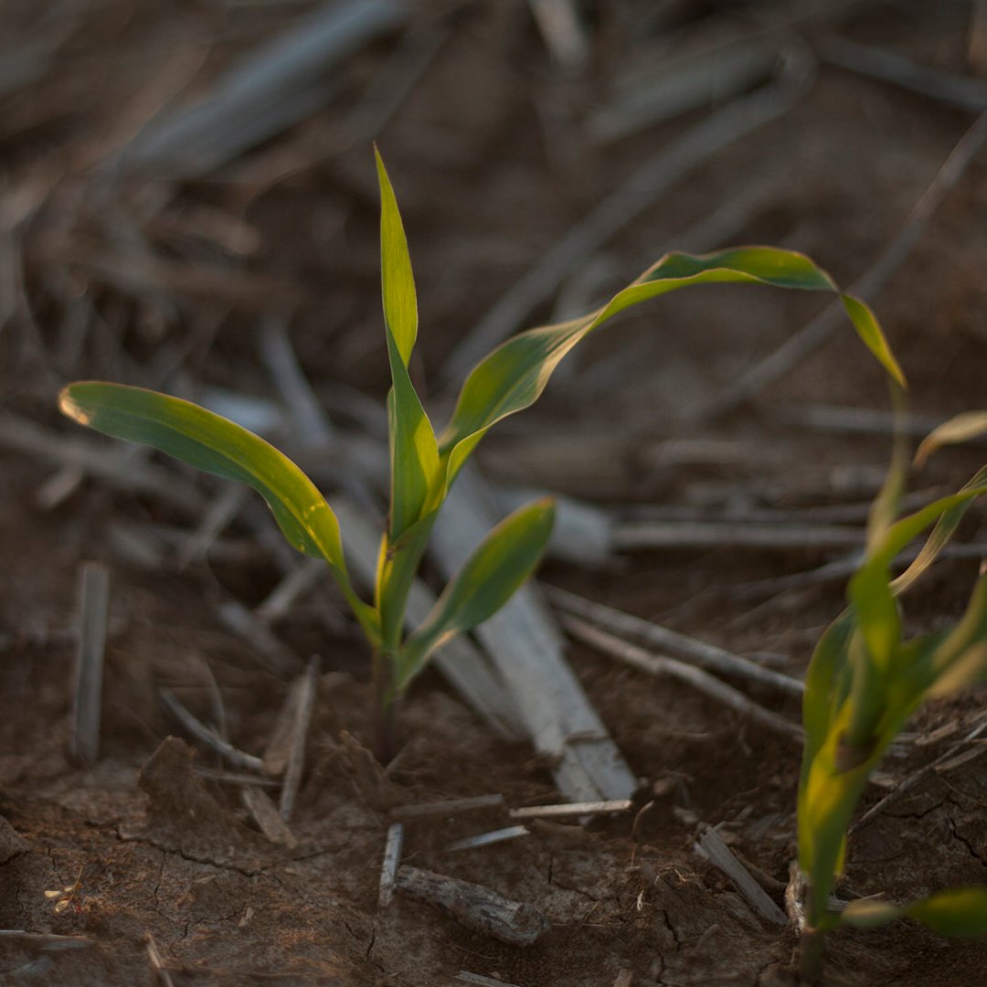 PioneerSeeds's tweet photo. Early season drought can reduce your yield. To improve your corn's drought resilience, start here!