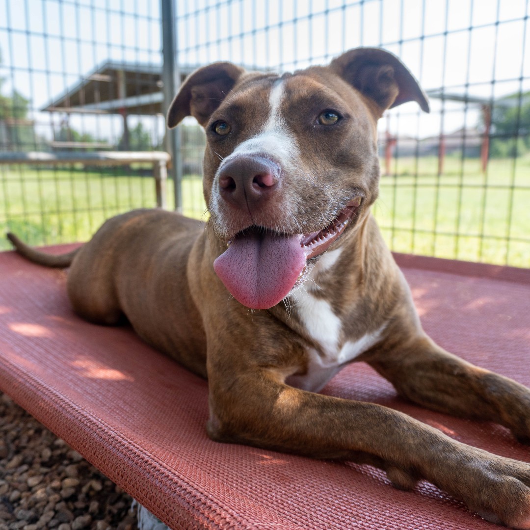 TXHumaneHeroes's tweet photo. #VIPSPOTLIGHT
2-year-old Mercy has been at our Leander Adoption Center since January ๐ฎSheโs been in foster before and we know that she knows commands, is 90% potty trained and other tricks! Take her on a walk, play fetch (she LOVES fetch), and get to know her more! https://t.co/aqjJXSE928