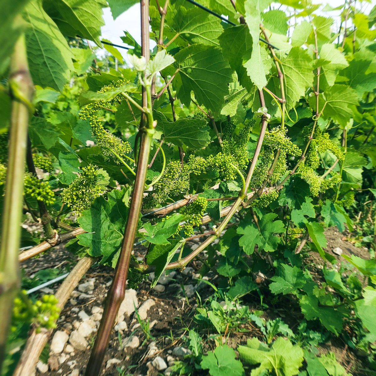 RedtailPEC's tweet image. A small block of Riesling starting to bloom at Domaine L. We're so excited to work with this fruit and make something Old World but new-to-us! Riesling is incredibly versatile, so you may see it pop up in a few of our 2021 wines 👀