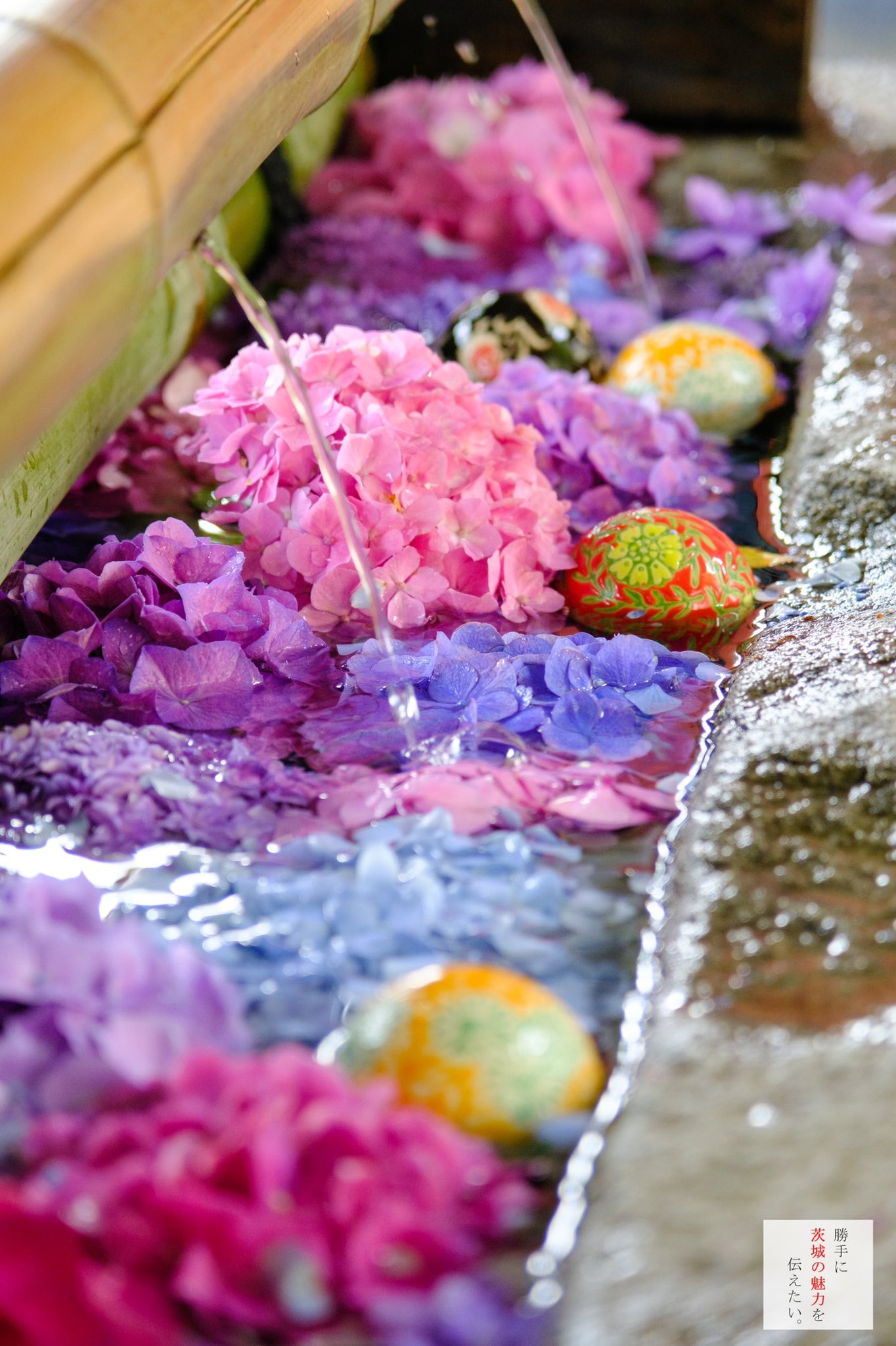 勝手に茨城の魅力を伝えたい 雨引観音では 手水舎に浮かぶ紫陽花がありました 池に浮かぶ紫陽花は7月1日 ですが 一足早く涼しげな紫陽花を楽しめます 勝手に茨城の魅力を伝えたい 茨城観光 桜川市 雨引観音 あじさい寺 写真好きな人と