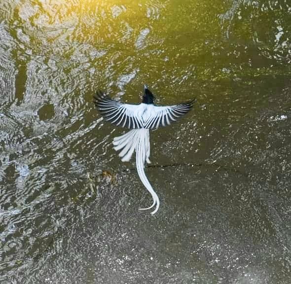 vishwaroopa19's tweet image. Indian Paradise fly catcher 
Outskirts of Bangalore 
Nikon Gears,2021
#BirdsSeenIn2021
#beauty
#wildindiaecotours #birds #birdphotography #birdwatching #wildlifephotography #twitternaturecommunity #IndiAves #Luv4Wilds @Avibase