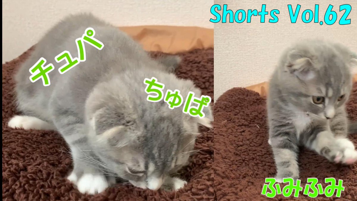 Yoppi1068 Yoppi1068 Twitter