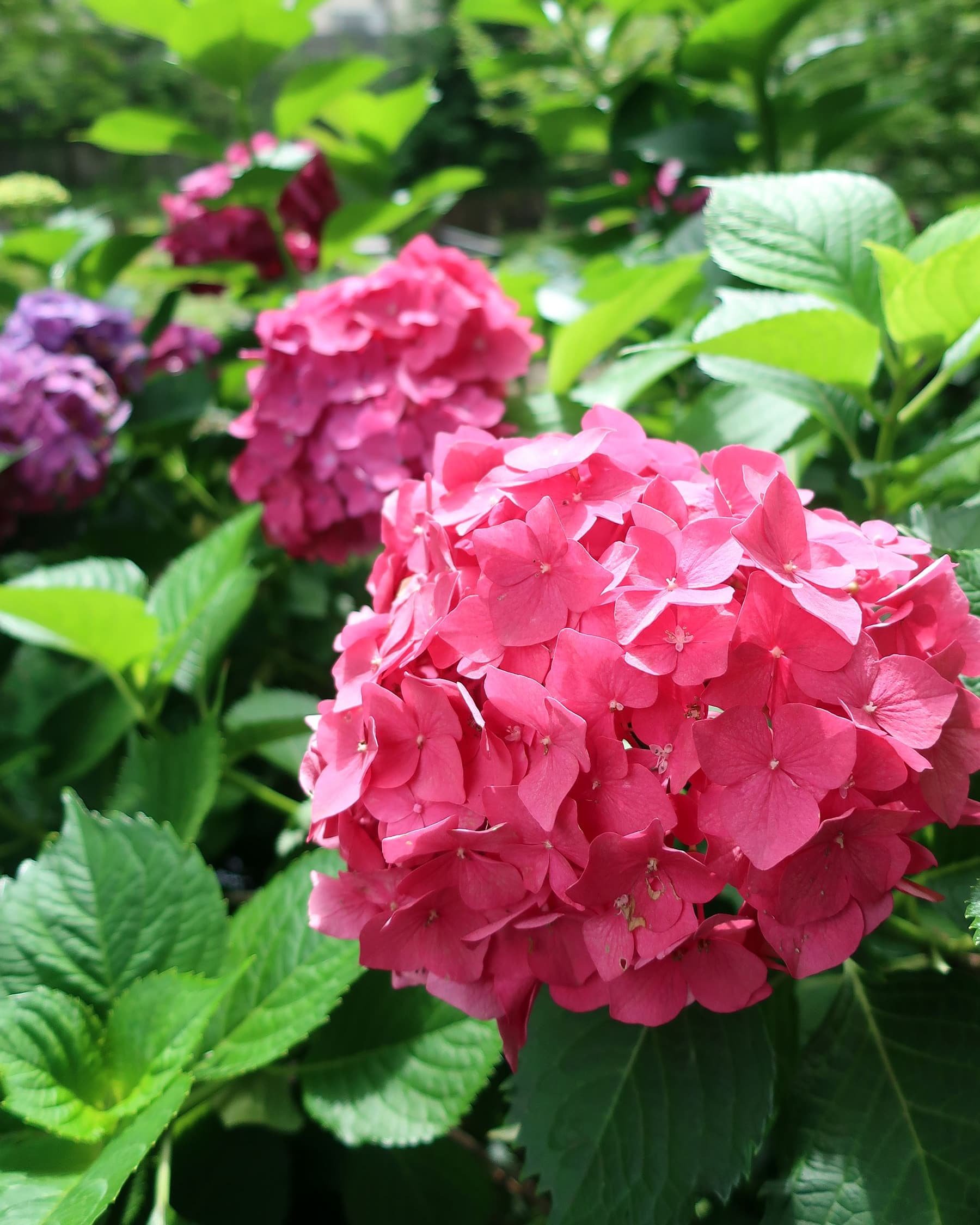 Akiyoshi Kurokawa 真っ赤な紫陽花 O 向山庭園 東京都練馬区 T Co Gqnwouprt1 Twitter