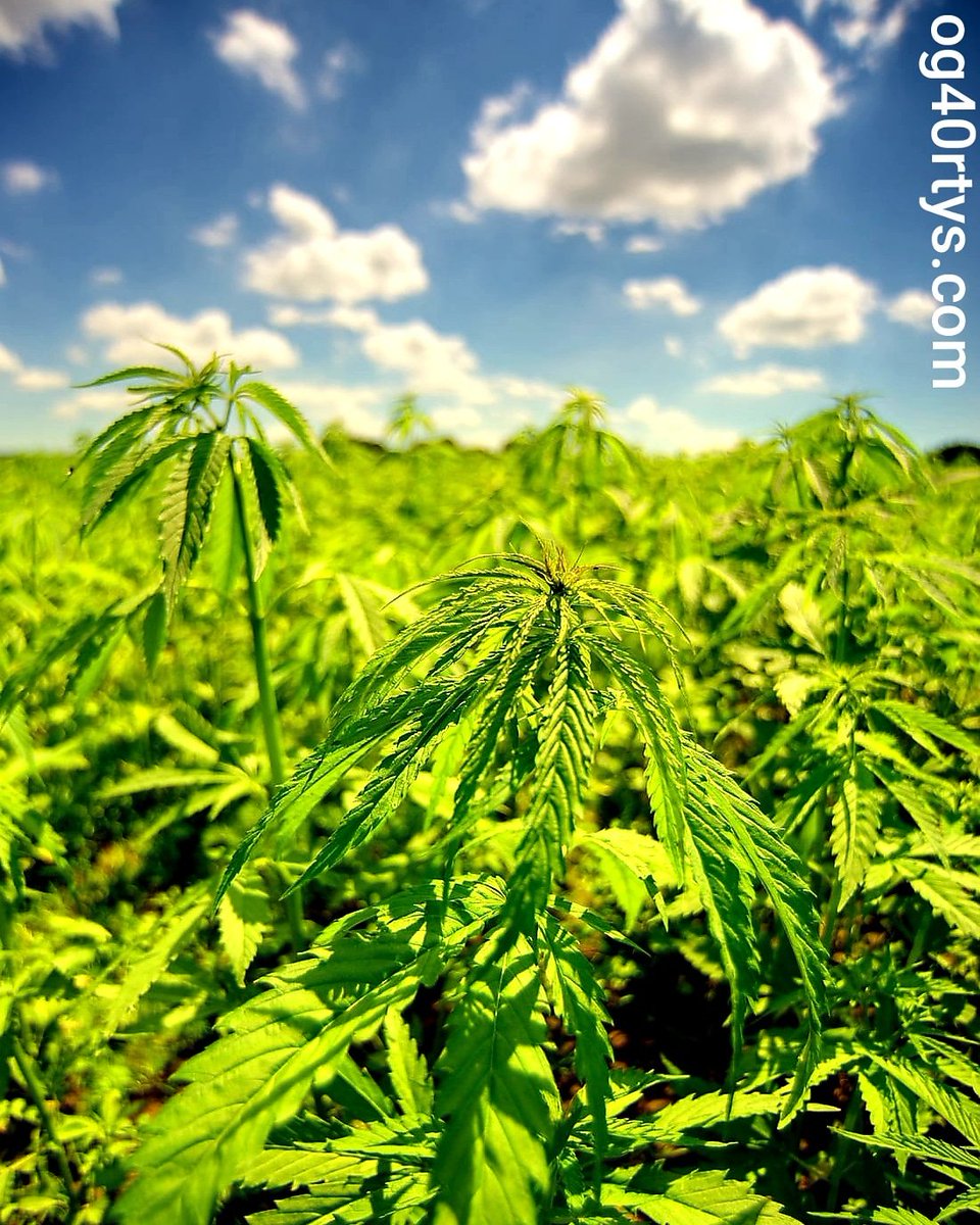 40rtyG's tweet photo. Take A Breath & Let The Day Unfold . . . 💨💨💚
#og40rtys #colorado #newdrops #weekly #blunts #hemp #damngood #highlife #stonersociety #marijuana #indica #sativa #thursdaythoughts #ThursdayMotivation #smoke #ganja #maryjane #weedlife #sky #maryjane #weedthoughts #og40 #40rty https://t.co/2oBYazUPiY