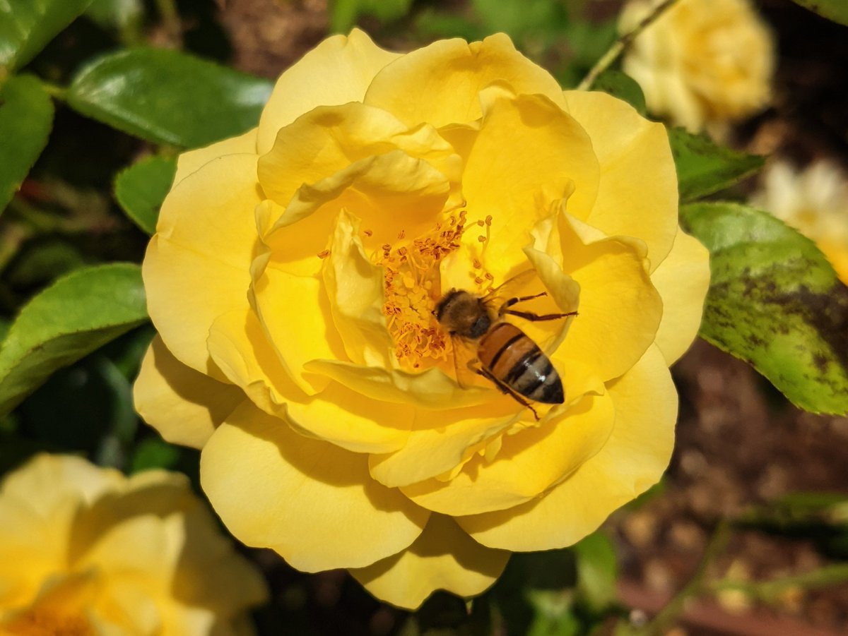 Flora Codex tweet media