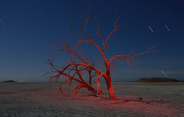 Трещина во времени. Дерево в пустыне. Сухое дерево в пустыне. Дерево пустыни ночью. Фото деревьев ночью в пустыне.