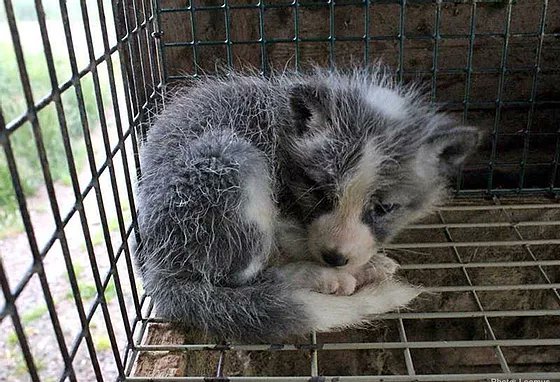 unarose7's tweet photo. @BritishFur We're telling people this is a cruel &amp; unnecessary product. People have the right to know. #furisdead #furismurder #notyourskin https://t.co/STbwGmL9X6
