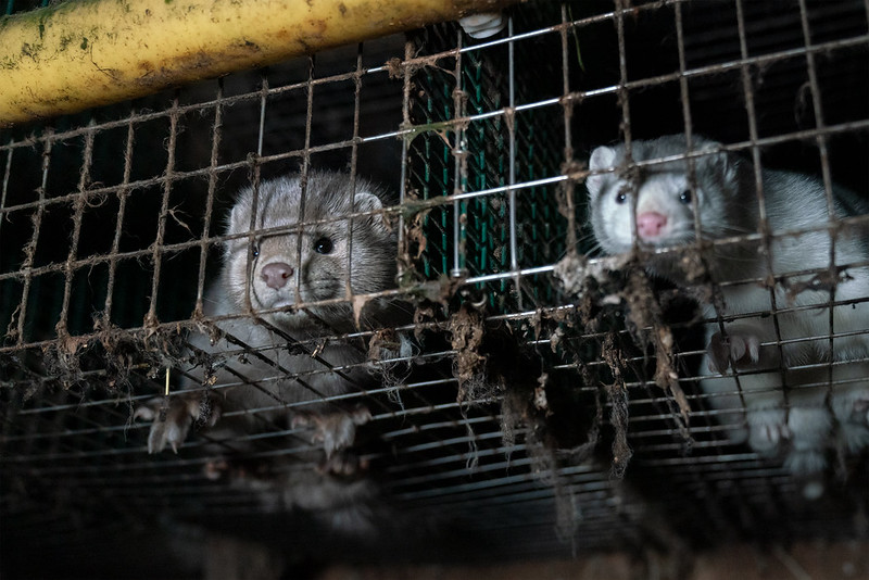 unarose7's tweet photo. @BritishFur We're telling people this is a cruel &amp; unnecessary product. People have the right to know. #furisdead #furismurder #notyourskin https://t.co/STbwGmL9X6