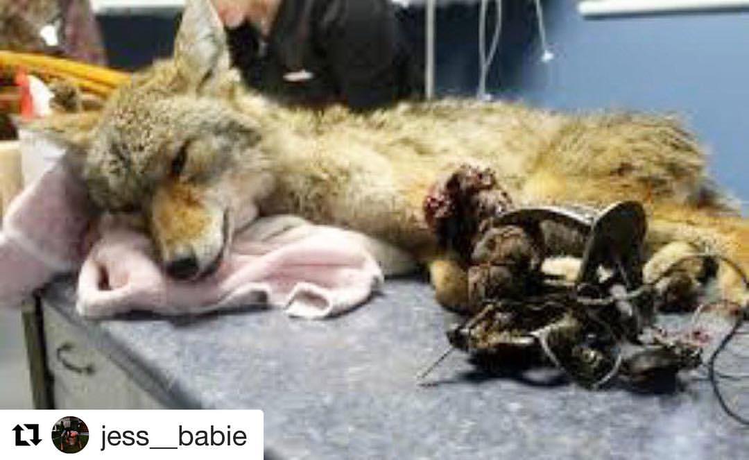 unarose7's tweet photo. @BritishFur We're telling people this is a cruel &amp; unnecessary product. People have the right to know. #furisdead #furismurder #notyourskin https://t.co/STbwGmL9X6