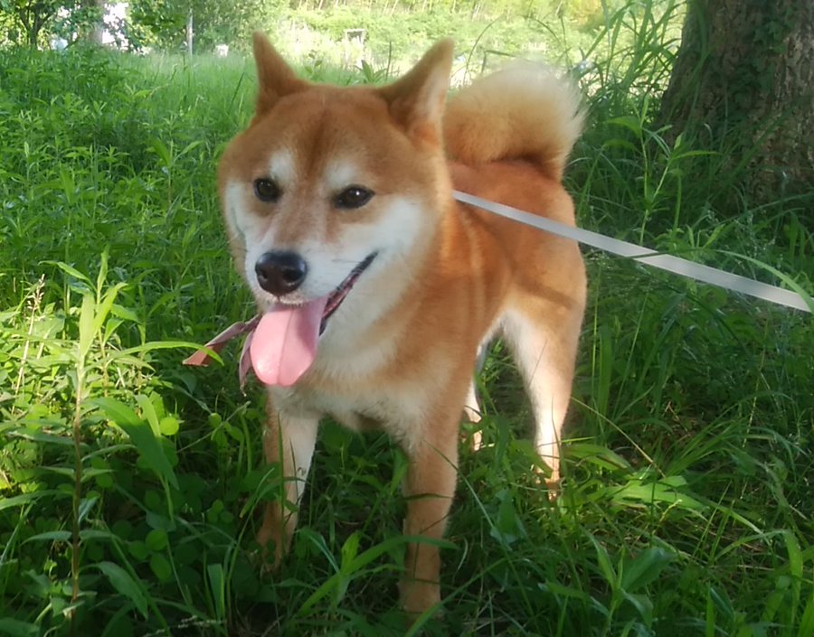 犬がご飯を食べない 考えられる7つの理由 おすすめドッグフードのabc