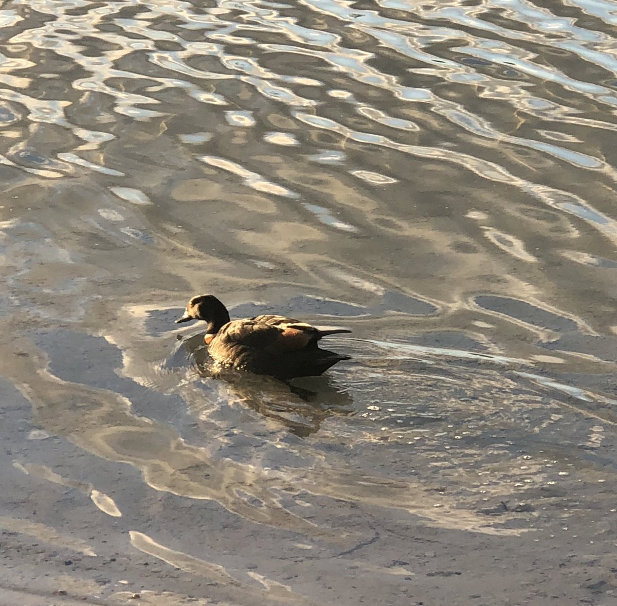 Sophie Sanderson tweet media