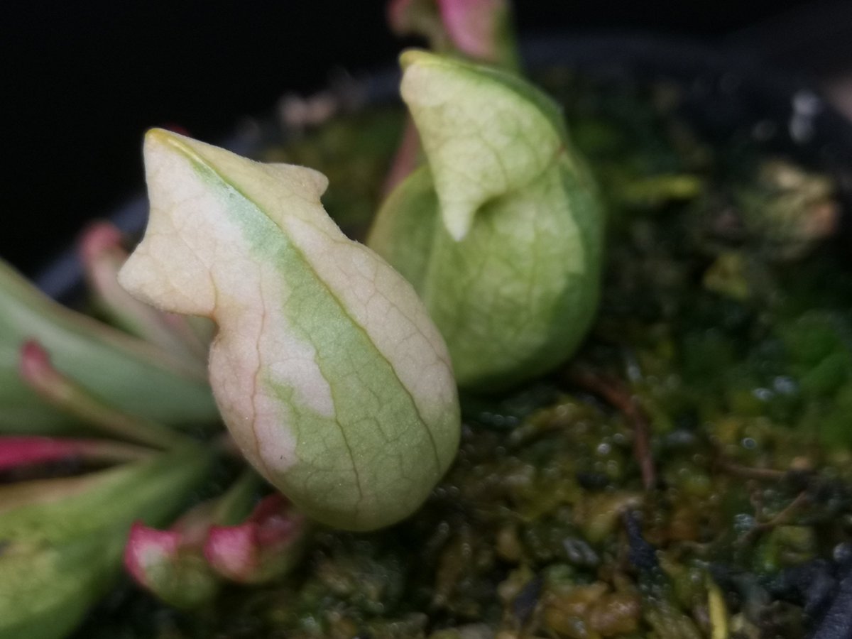 zczza2's tweet image. 要尝一颗抹茶牛奶糖嘛～😆