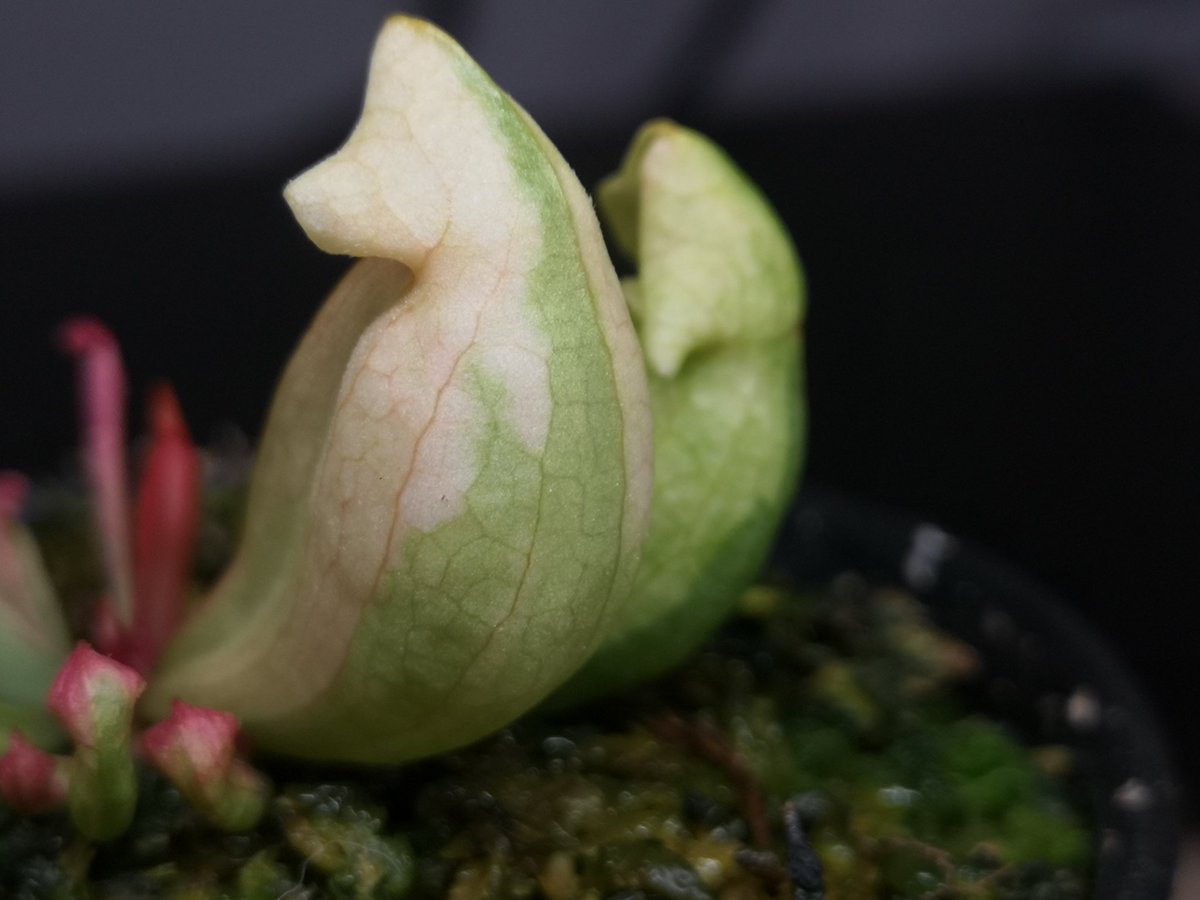 zczza2's tweet image. 要尝一颗抹茶牛奶糖嘛～😆