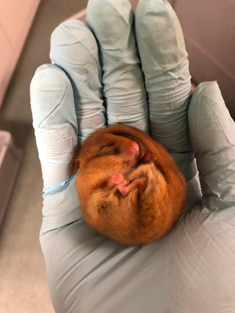 Prior to their soft release, every dormouse has undergone a 9-week quarantine at <a href="/OfficialZSL/">ZSL</a> with regular health checks to ensure each animal is fit and healthy to give them the best chance of forming a healthy population in the wild. #1000Dormice 🐭

📸<a href="/OfficialZSL/">ZSL</a>