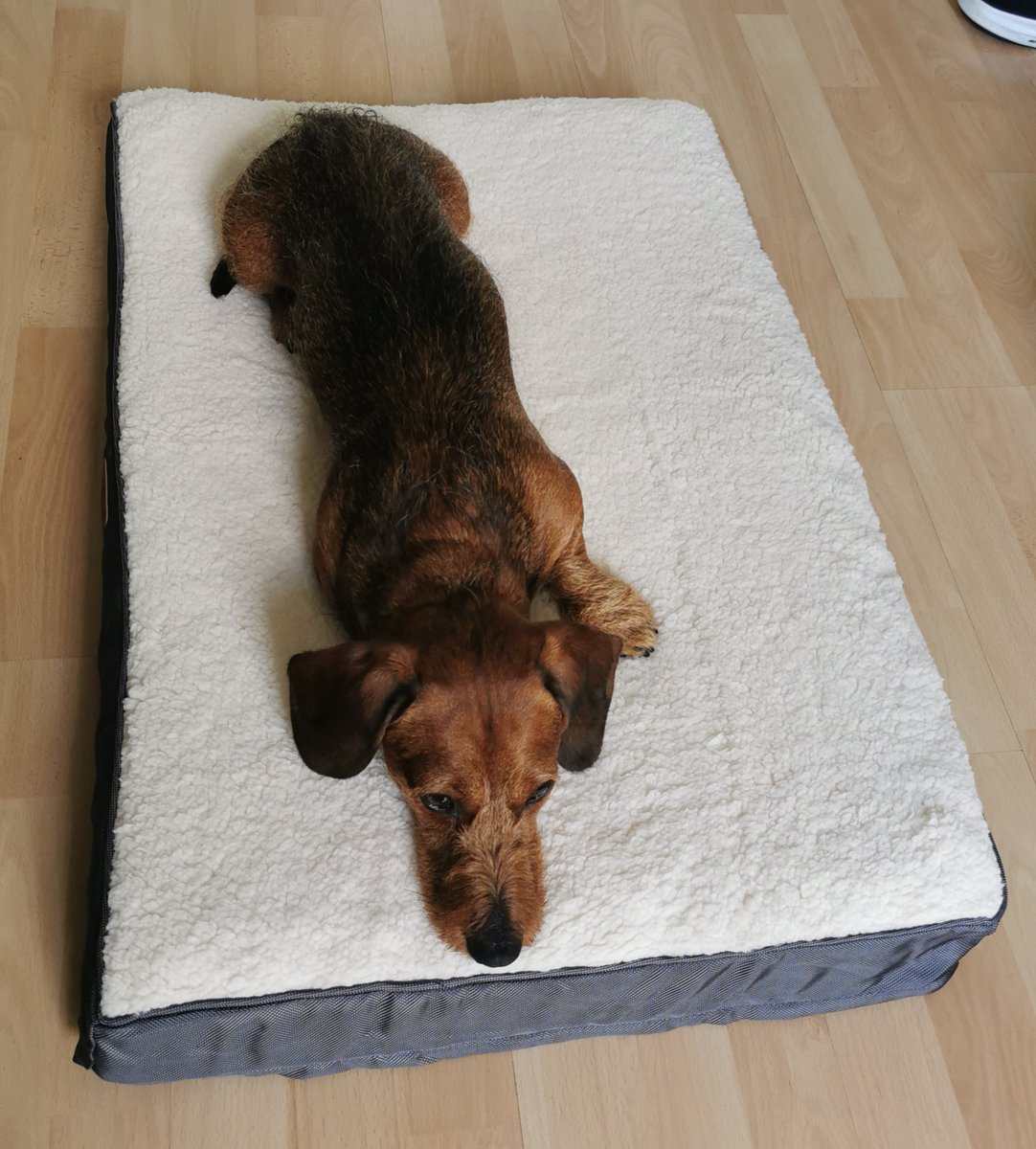 SMackrell's tweet photo. @JaneyGodley Trying out my new bed thanks, I'll let her think I'm not going to chew it, then I'll get to work at bed time. https://t.co/3MQACeZxDM