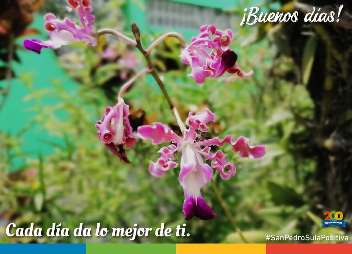 MuniSPS0501's tweet photo. ¡#FelizJueves #SanPedroSula!

Haz todo con excelencia, de corazón y agradecimiento.

#FelizDía

#TodosConMascarilla
#17Junio https://t.co/NSU4fazffk