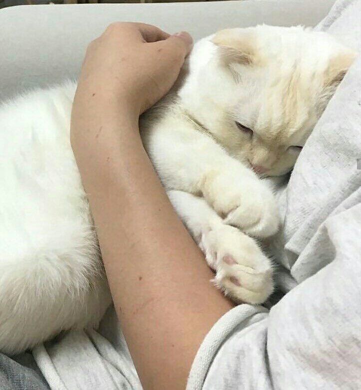 เน้กกับพิโน่                      เน้กกับพิม้าค