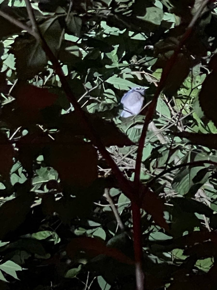 BucknellBCSE's tweet photo. Last night was a beautiful night for our Owl Prowl. We spotted 6 owls and watched one fly away in total silence. We even spotted a sleeping blue jay. Sign up now for our last Owl Prowl for the summer, June 23rd from 9-11pm. https://t.co/0nL8U1sPz6 but hurry, space is limited! https://t.co/oDIyb4Zq7P