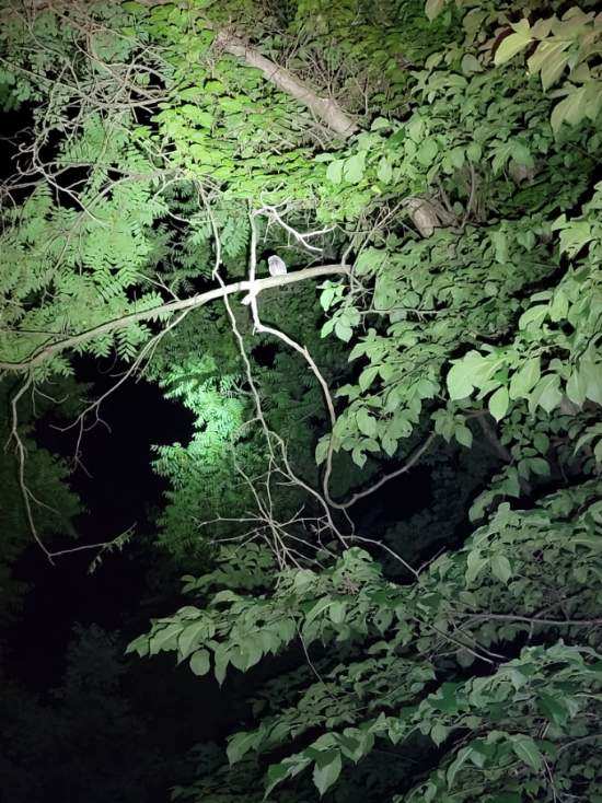 BucknellBCSE's tweet photo. Last night was a beautiful night for our Owl Prowl. We spotted 6 owls and watched one fly away in total silence. We even spotted a sleeping blue jay. Sign up now for our last Owl Prowl for the summer, June 23rd from 9-11pm. https://t.co/0nL8U1sPz6 but hurry, space is limited! https://t.co/oDIyb4Zq7P