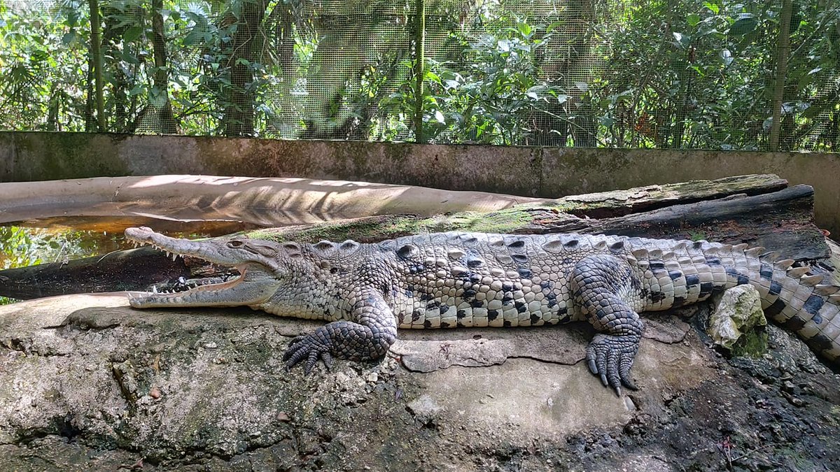 ZooBelize's tweet photo. Happy World Croc Day to you from our girl Rose
#saltwatercroc
#thebelizezooandtropicaleducationcenter
#thebestlittlezoointheworld
π· Roxy Lemus Orellana https://t.co/TyqqjkQzcm