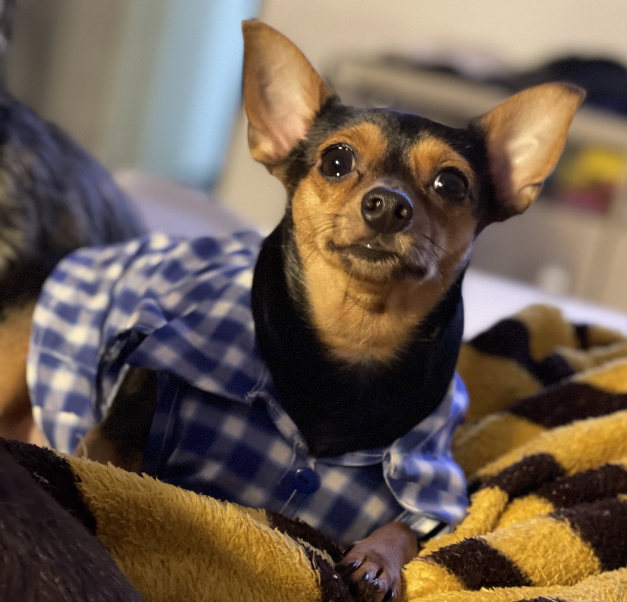 TW Pornstars - 2 pic. 🎀Dayaanna Perez Sosa🎀. Twitter. Los amo mucho 😍