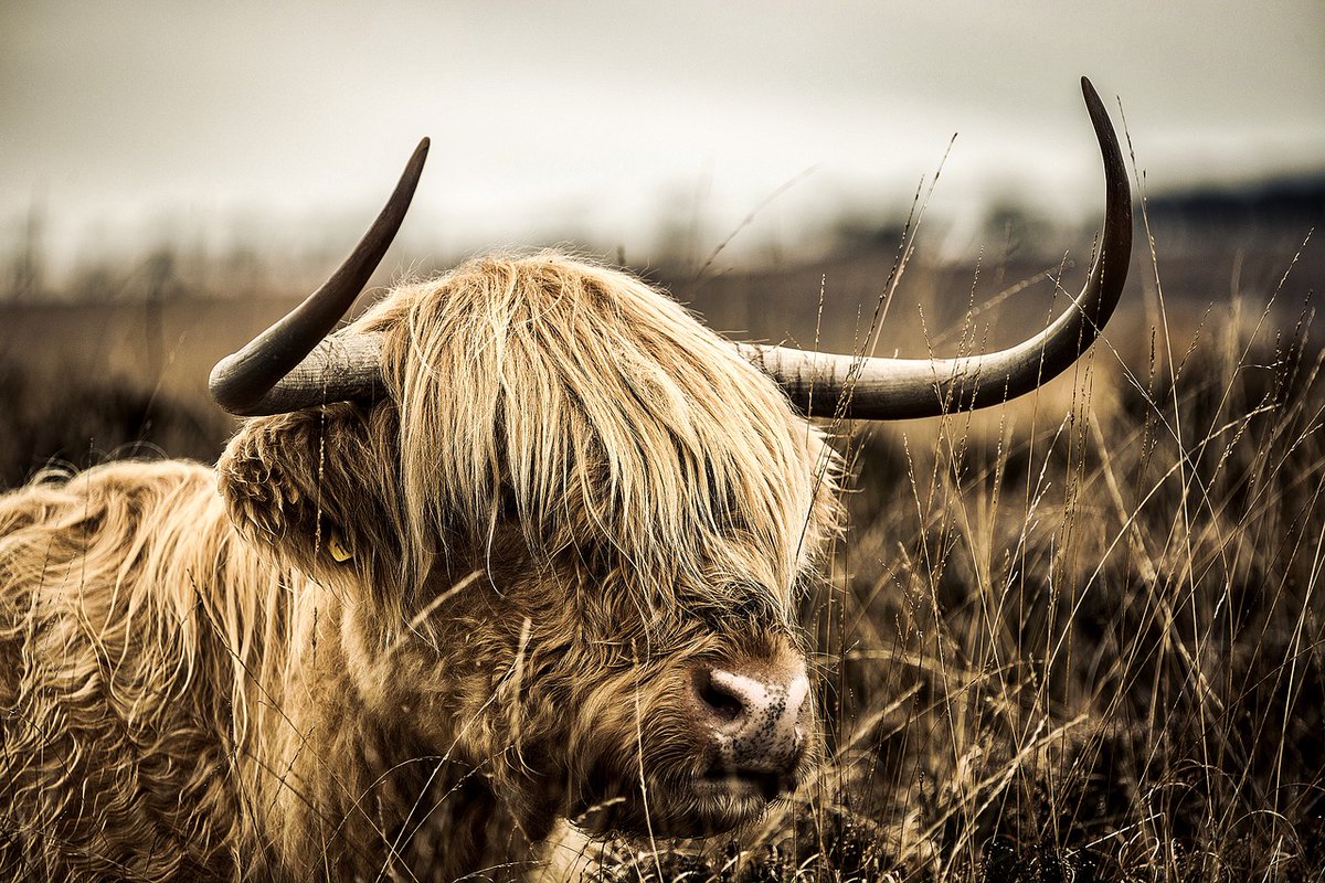 NHS Highland Recruitment tweet media