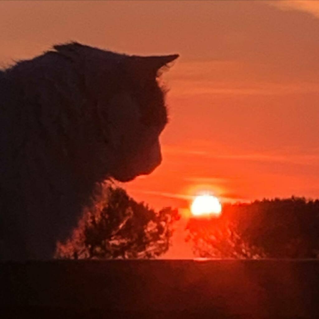 The perfect moment 
17.06.2021

#tramontiromani #romansunset #tramonto #sunset #sunsetinthecity #sunsetinrome #coinquilinifelini #cleo #turkishvan #whitecat #whitecats instagr.am/p/CQO0lAnjwuR/ #coinquilinifelini