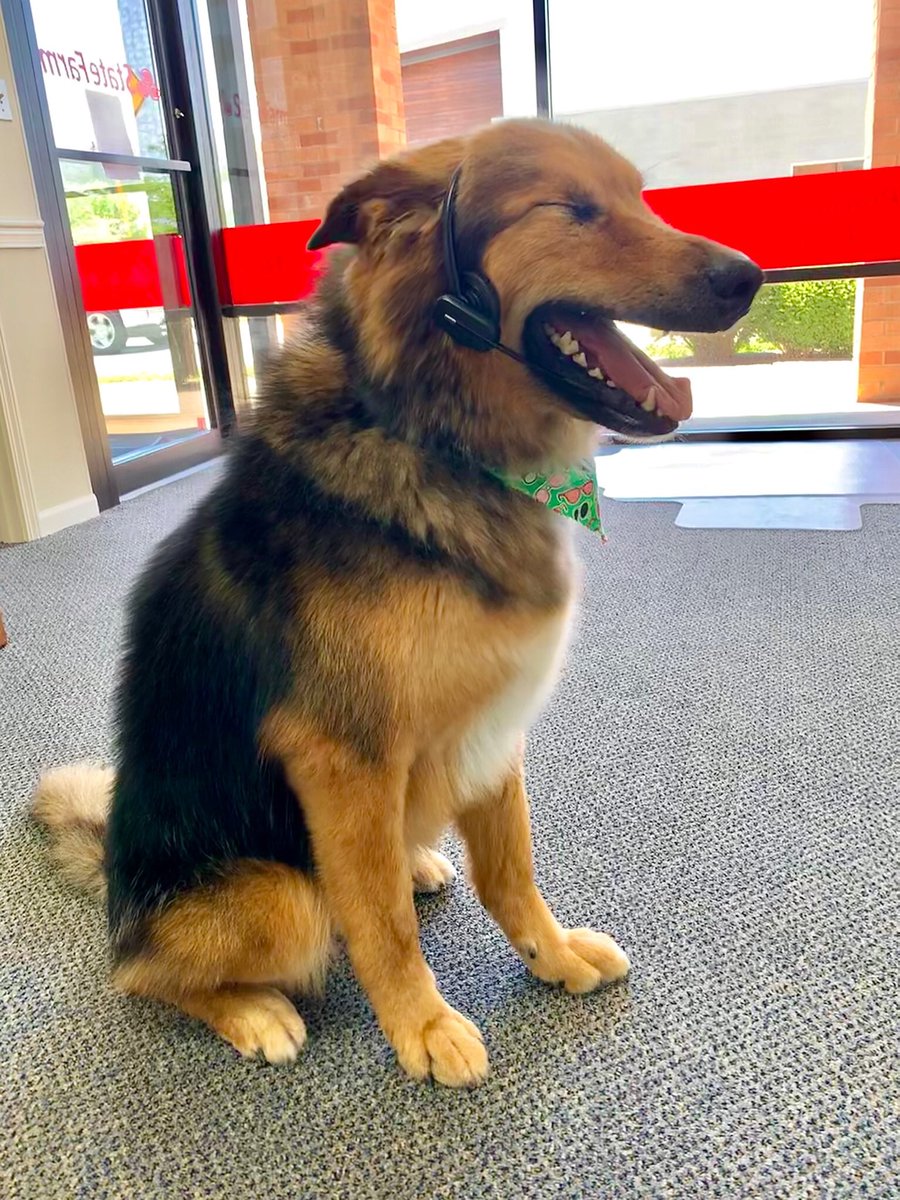 AgentJennJacobs's tweet image. “Thank you for calling Jennifer Jacobs State Farm, my name is Ranger, how can I help you?” #DogsofTwittter #thursdayvibes