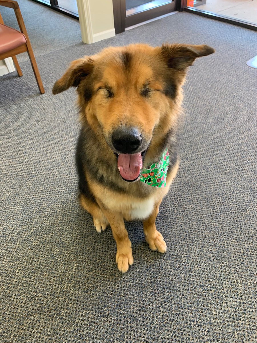 AgentJennJacobs's tweet image. “Thank you for calling Jennifer Jacobs State Farm, my name is Ranger, how can I help you?” #DogsofTwittter #thursdayvibes