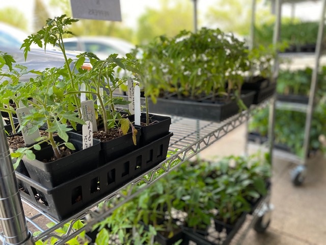 GoodEarthCoop's tweet photo. Today is "Plant a Vegetable Garden Day". Stop by and check out our fresh plans ready for you and your #garden @GoodEarthCoop. Happy gardening everyone 🌱 https://t.co/Umuimzkesh
