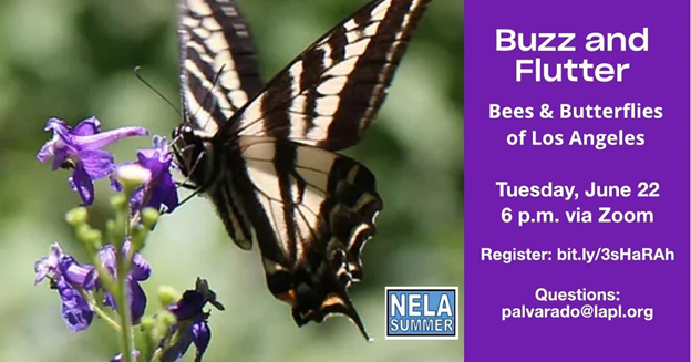 ChinatownLAPL's tweet photo. Did you know that there are thousands of bee and butterfly species native to California, and that many of them live in L.A., like you? To get to know them better, join entomology doctoral student and expert macro photographer Jessica Maccaro on Tuesday, 6/22 at 6:00 pm., PDT. https://t.co/FW7BcnP9UY