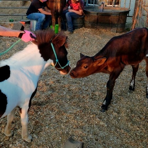 LocationConnect's tweet image. Emmy makes all sorts of friends! She’s a precious girl and we love to see her with animals of all sorts ❤️⁠
⁠
⁠
⁠
⁠
⁠
#calf #cow #cows #cowsofinstagram #equine #equestrianlife #horselover #pony #minihorse #cutehorse #cuteanimal #animalfriends #an… instagr.am/p/CQO3V8Vn28j/
