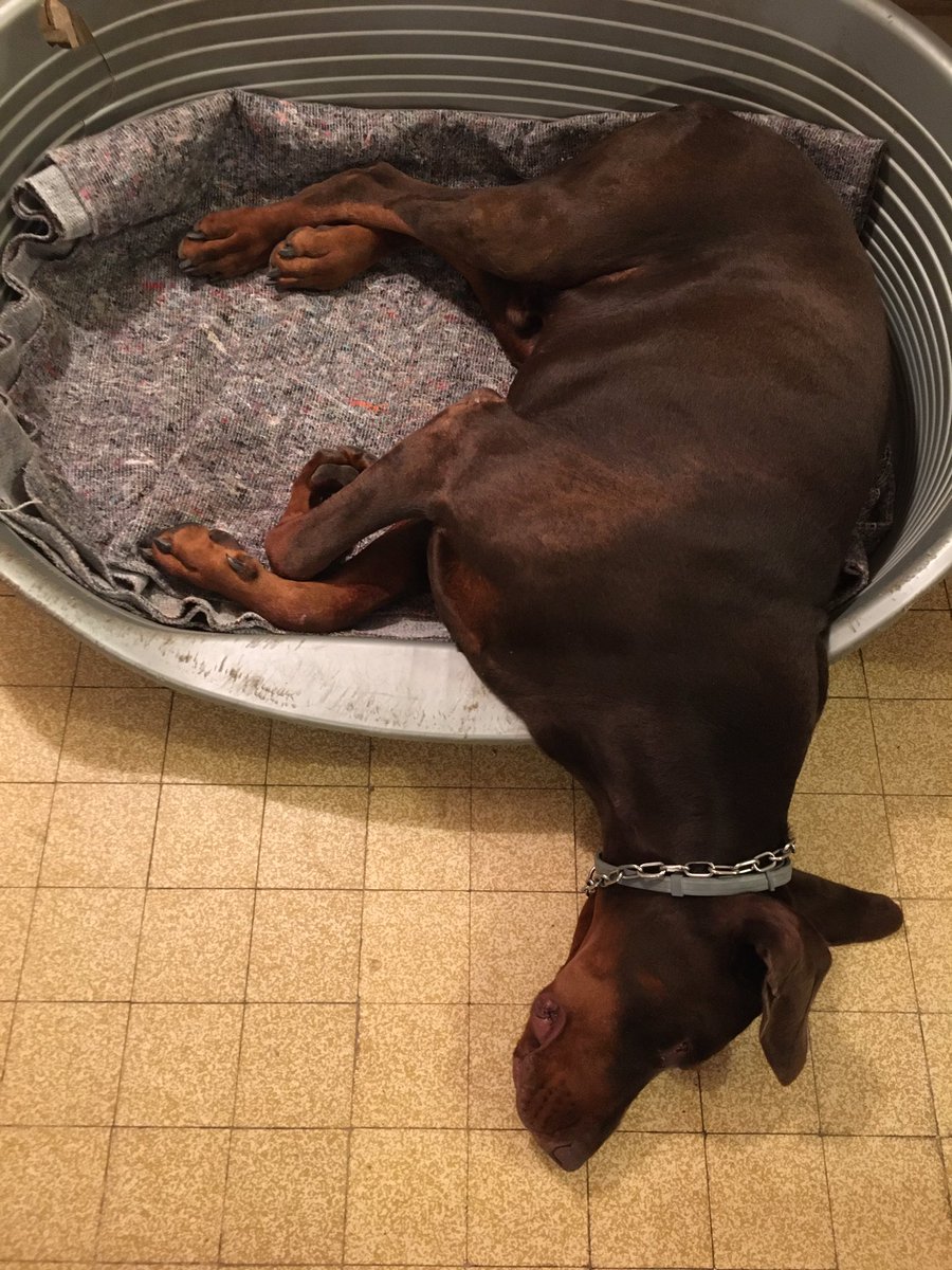 AsHairTEACAS's tweet photo. β IF YOU WANT,
I CAN HELP YOU FOR TO BUY A KING π SIZE BED π FOR ME, BECAUSE IβM NOT A PUPPY β
π€π΄π€ππ€π
48 KG #Doberman #DOBERMANINFINITY
SON OF MAD MAX & JENI OF DEVIL INSIDE 78 πππ
@UnitedDoberman @OfficialDobes @minobledoberman @PremierDoberman
#NaplesOfDevilInside https://t.co/eLRtGa4I8X