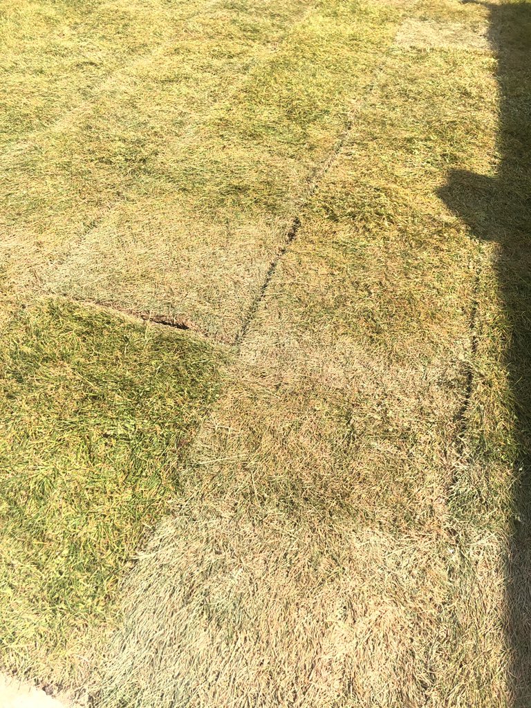 Laura O'Callaghan tweet media