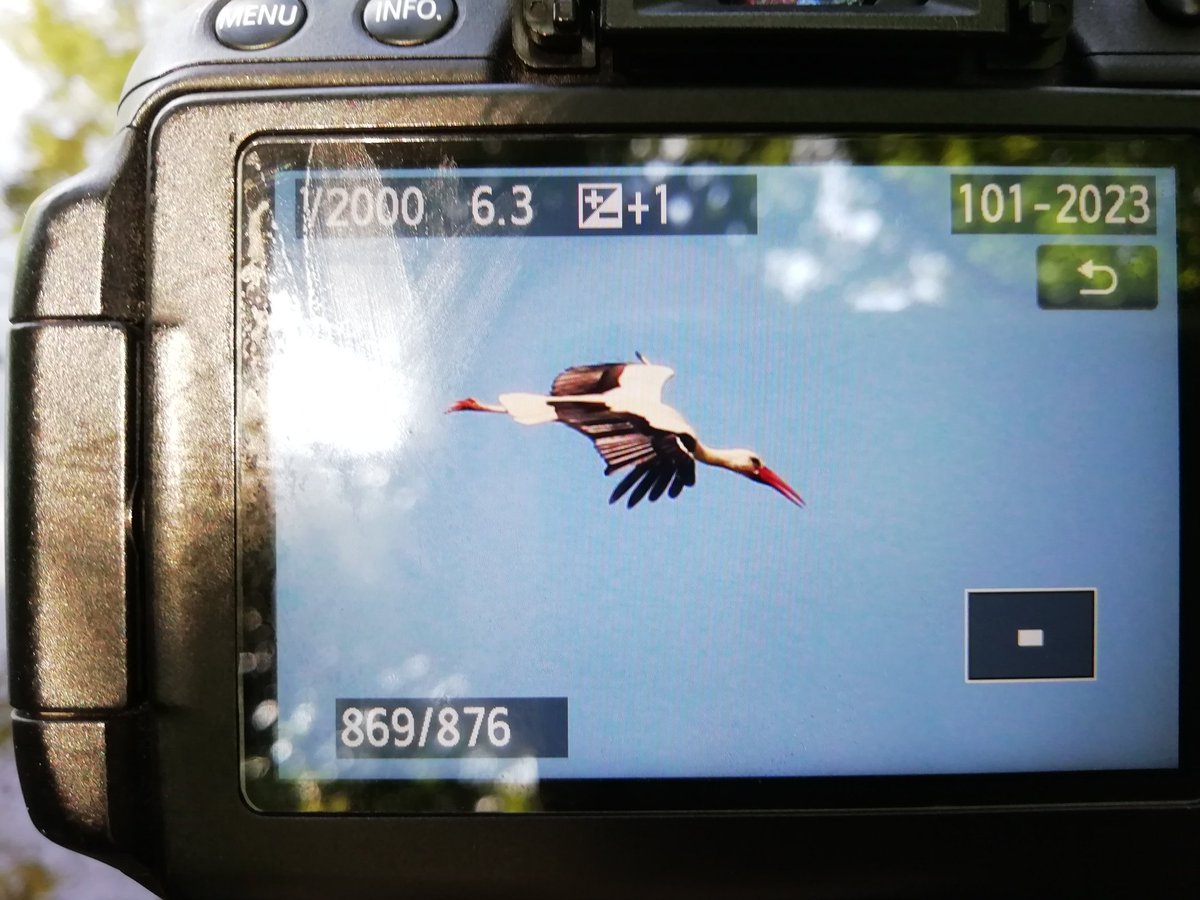 AsWinkart's tweet photo. Seht her, ich bin das Größte. Ich fing ein,... Ja was eigentlich? 🧐. Es fiepte sehr bitterlich. Mein Herz brach ein wenig, innerlich. 2/x
#Storchencontent #Klapperstorch #weißstorch https://t.co/FN59Z9ZoJt
