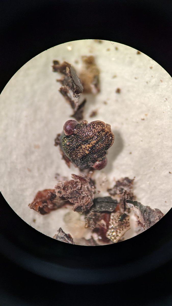 phenogirl's tweet photo. How said that bird faeces were boring? :-P I said at the beginning, but they are not! Indeed, you can find amazing things within them (and not only #seeds). Maybe even microplastics?
The less funny thing is that they are very time-taking...
#TEMPNET #seed_dispersal @ebdonana https://t.co/lNUqxQux4G