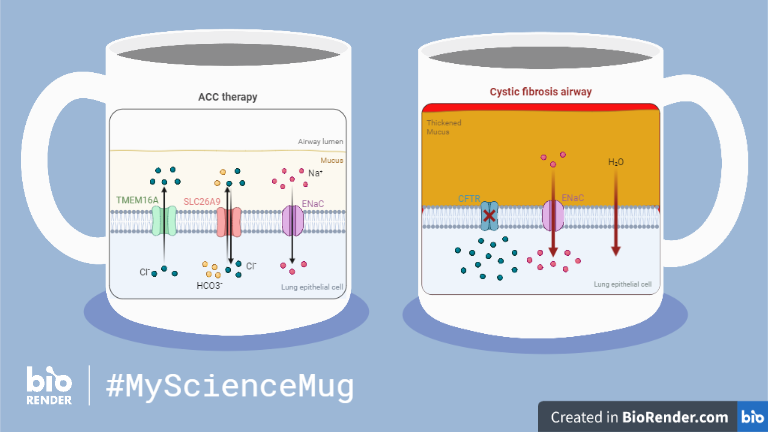 thanks to @BioRender  who allowed me to represent my PhD project on #MyScienceMug 😍😍