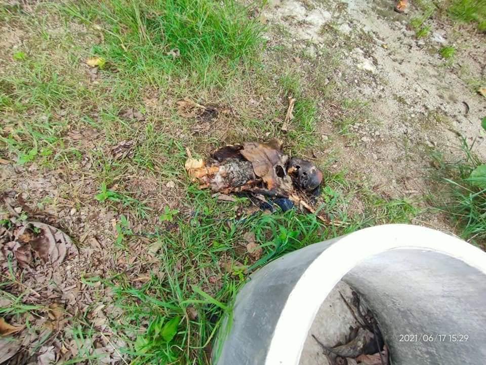 threefingers991's tweet photo. WARNING GRAPHIC IMAGE

DEMOSO, Karenni (Kayah) State: 
4 decomposed bodies found inside the compound of BESH (2) Ngwe Taung village. They were being tied their back. They all were KILLED by SAC Terrorists last week.
#June17Coup #WhatsHappeningInMyanmar https://t.co/WpQiRHrky5