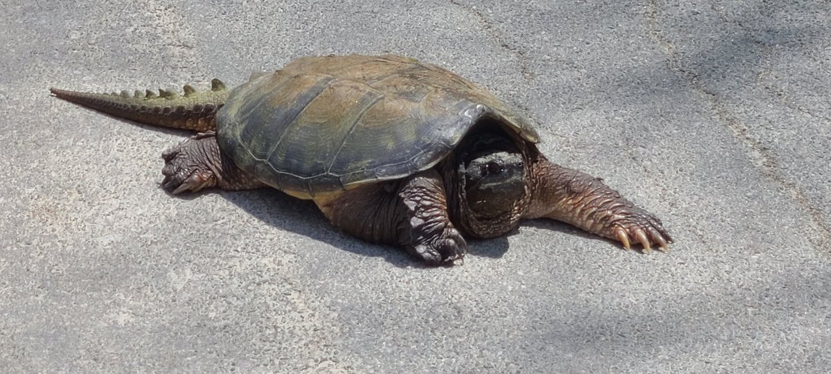 LindsayChrysler's tweet photo. @newsdurham We have a friend too! https://t.co/bzlQKdVn9T