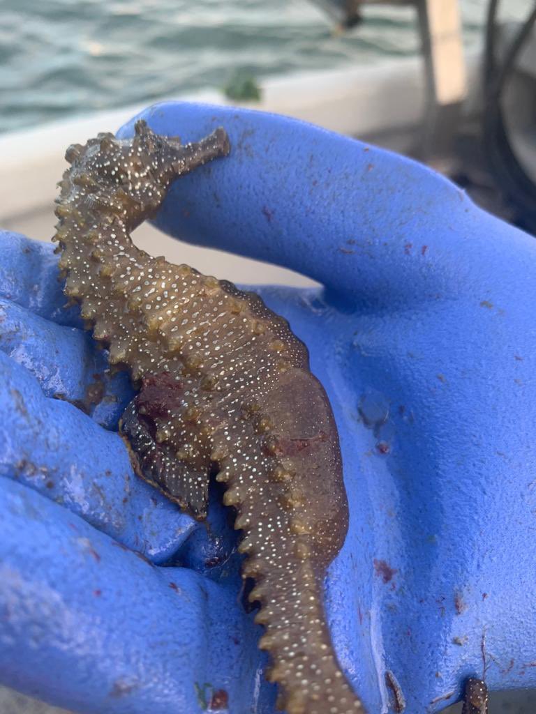 Fishermen aiding conservation! Pregnant male Seahorse quickly photographed & safely returned to Poole Harbour. @seahorsecharity @DWTMarine #seahorse #dorset #oceanstewardshipfund @MSCecolabel