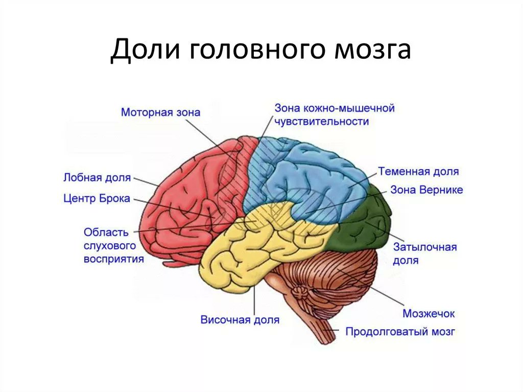 Центр лобной доли мозга